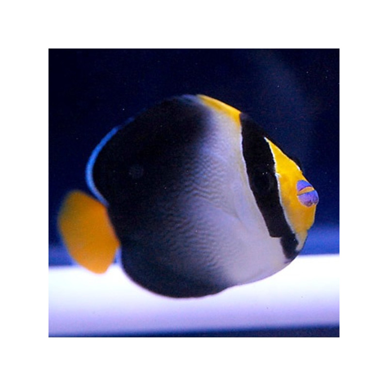 Chaetodontoplus Mesoleucus : 4 à 7 cm